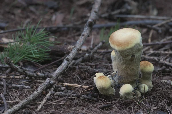 Hydnellum Suaveolens Hongo Cerca Tiro Enfoque Local — Foto de Stock