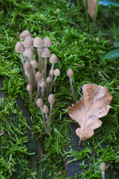 Hongos Bonnet Roble Mycena Inclinata Tocón Viejo Cerca —  Fotos de Stock