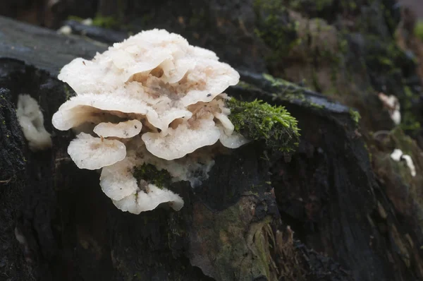 Phlebia Tremellosa Svamp Stubbe Närbild Skott — Stockfoto