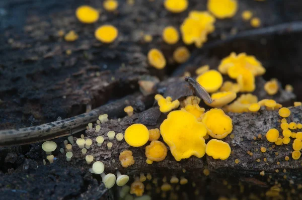 Bisporella Citrina Calycella Citrina Makroaufnahme Lokaler Fokus — Stockfoto