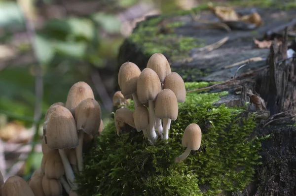 Coprinus Micaceus Mushroom Tree Close — стоковое фото