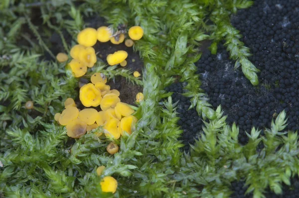 Bisporella Citrina Calycella Citrina Macro Shot Local Focus — Stock Photo, Image