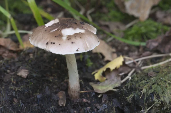 Jelení Houba Pluteus Cervinus Pařezu Břízy — Stock fotografie