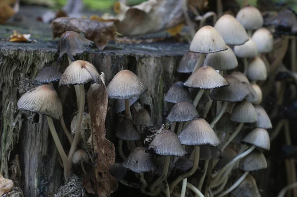 Coprinus Micaceus Mushroom Tree Close — стоковое фото