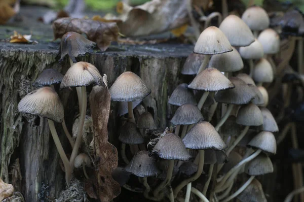 Seta Coprinus Micaceus Cerca Del Árbol Cerca —  Fotos de Stock