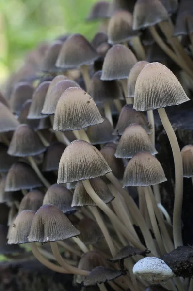 Seta Coprinus Micaceus Cerca Del Árbol Cerca — Foto de Stock