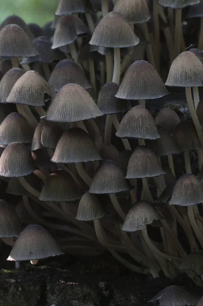Coprinus Miccaceus mantarı ağacın yanında, yaklaş.