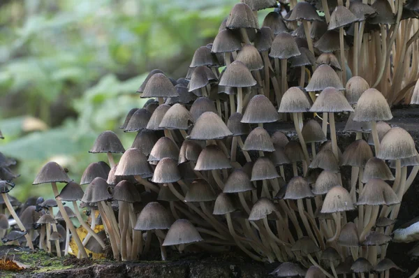 Coprinus Miccaceus mantarı ağacın yanında, yaklaş.