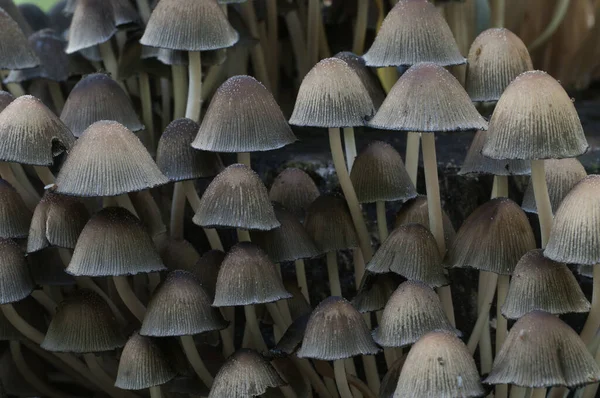 Coprinus Micaceus Sientä Lähellä Puuta Lähikuva — kuvapankkivalokuva