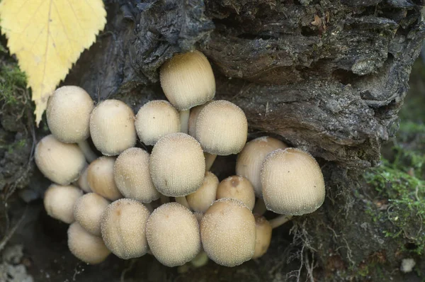 Coprinus Micaceus Mushroom Tree Close — стоковое фото