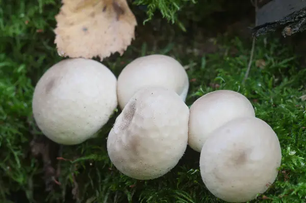Puffballpilze Auf Einem Baumstumpf Lycoperdon Umbrinum Moos — Stockfoto