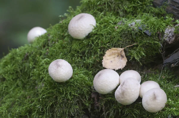 Puffballpilze Auf Einem Baumstumpf Lycoperdon Umbrinum Moos — Stockfoto