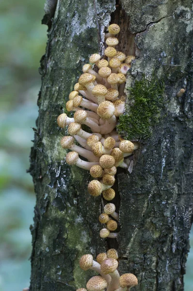 Armillaria Mellea Fungo Del Miele Vecchio Albero — Foto Stock