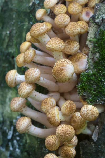 Armillaria Mellea Hongo Miel Árbol Viejo — Foto de Stock