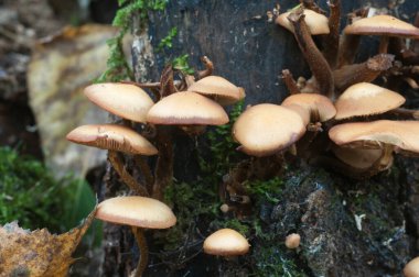 Eski bir kütüğün üzerinde kılıflı bir tahta parçası, yakın plan.