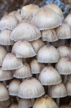 Mycena mantarlarını eski bir kütüğün üzerinde, yakın plan
