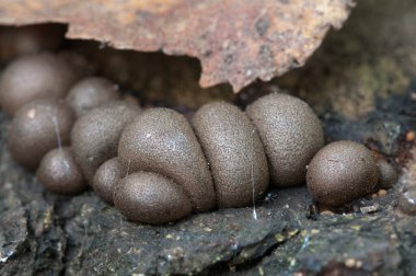 Eski bir kütük üzerinde mantarlar (balçık küfü Lycogala epidendrum)