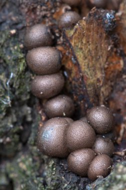 Eski bir kütük üzerinde mantarlar (balçık küfü Lycogala epidendrum)
