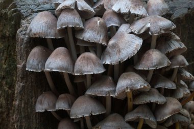 Mycena mantarlarını eski bir kütüğün üzerinde, yakın plan
