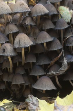 Coprinus Miccaceus mantarı ağacın yanında, yaklaş.