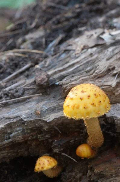 Pholiota Aurivella Cogumelo Uma Velha Madeira — Fotografia de Stock