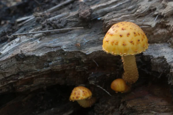 Pholiota Aurivella Grzyb Starym Drewnie — Zdjęcie stockowe