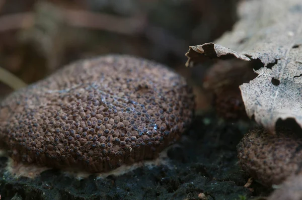 Pilze Schleimpilz Tubifera Ferruginosa Auf Einem Alten Baumstumpf — Stockfoto