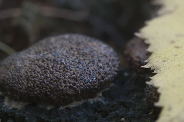 Mushrooms Slime Mould Tubifera Ferruginosa Old Stump — Stock Photo, Image