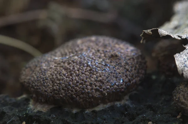 Pilze Schleimpilz Tubifera Ferruginosa Auf Einem Alten Baumstumpf — Stockfoto