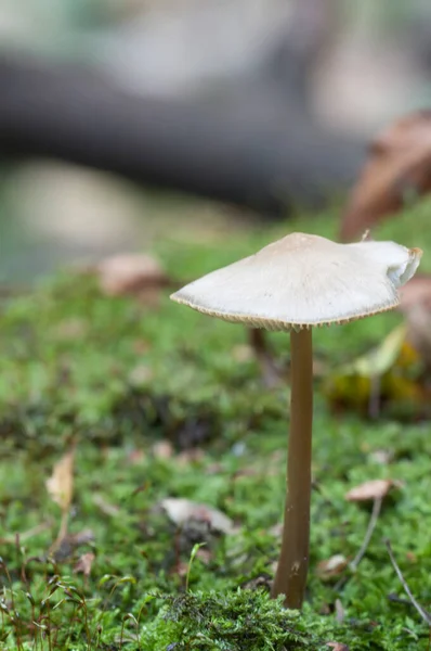 Mycena Galericulata Setas Viejo Tocón Primer Plano —  Fotos de Stock