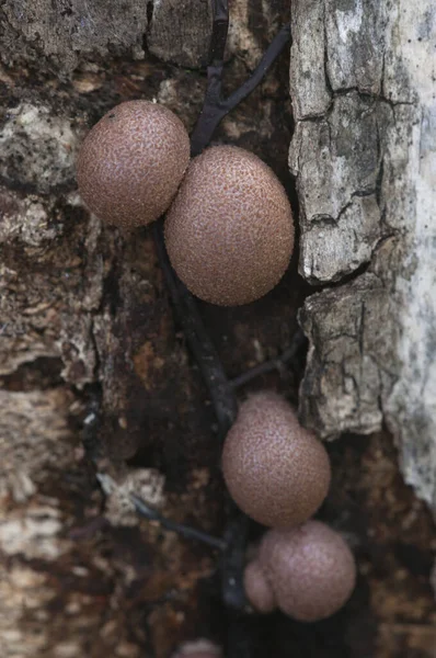 Mushrooms Slime Mould Lycogala Epidendrum Old Stump — Stock Photo, Image