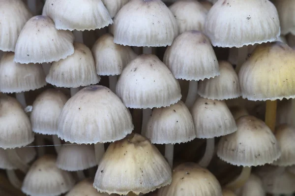 Mycena Mushrooms Old Stump Closeup — Stock Photo, Image