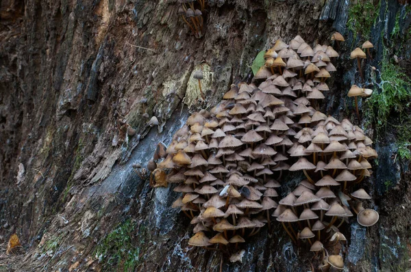 Mycena Mushrooms Old Stump — стоковое фото