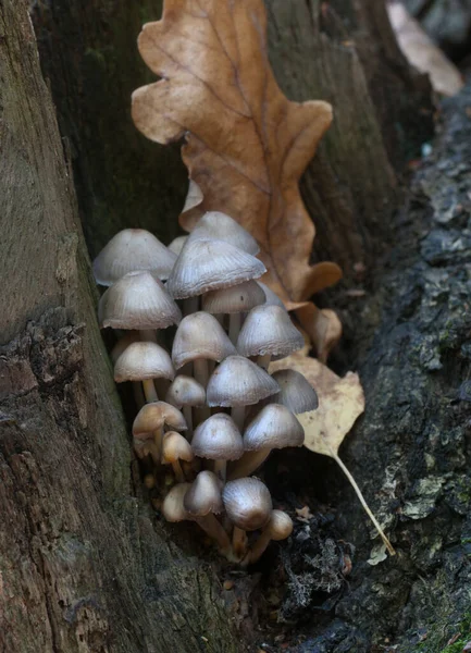 Mycena Pilze Auf Einem Alten Baumstumpf Nahaufnahme — Stockfoto