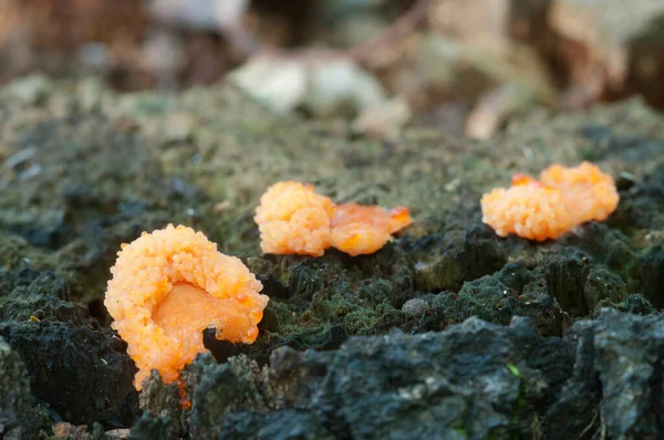 Cogumelos Molde Lodo Tubifera Ferruginosa Toco Velho — Fotografia de Stock