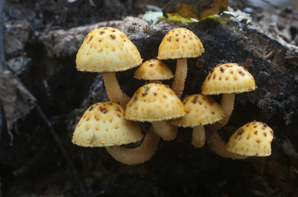 Pholiota Aurivella Cogumelo Uma Velha Madeira — Fotografia de Stock