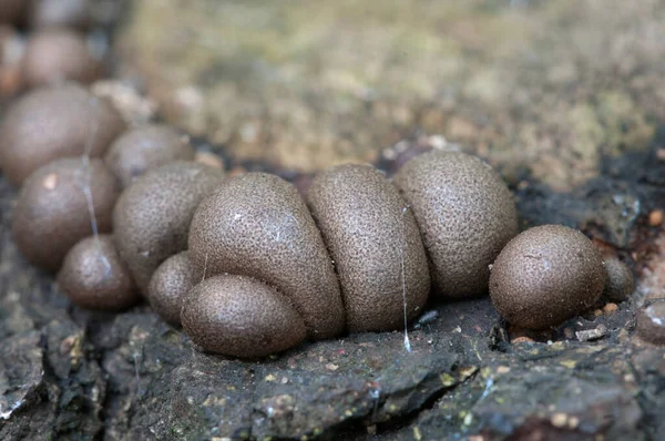 Μανιτάρια Μούχλα Lycogala Epidendrum Ένα Παλιό Κούτσουρο — Φωτογραφία Αρχείου