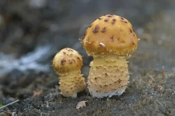 Pholiota Aurivella Grzyb Starym Drewnie — Zdjęcie stockowe