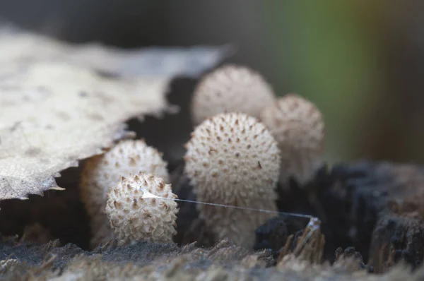 Puffballpilze Auf Einem Baumstumpf Lycoperdon Auf Einem Alten Holz — Stockfoto