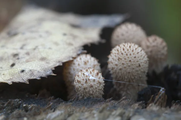 Puffball Mushrooms Stump Lycoperdon Old Wood — Stock Photo, Image