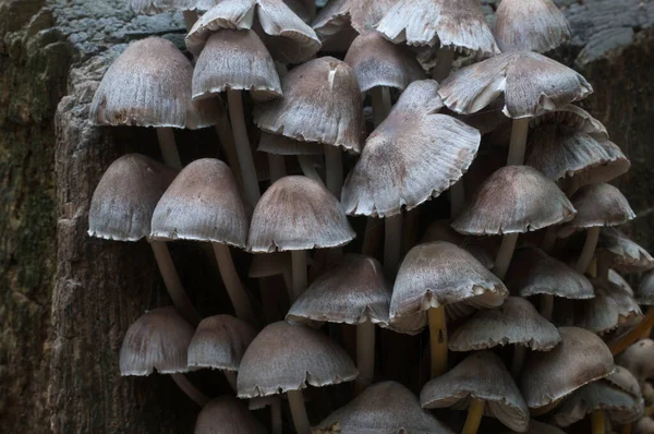 Mycena Cogumelos Toco Velho Close — Fotografia de Stock