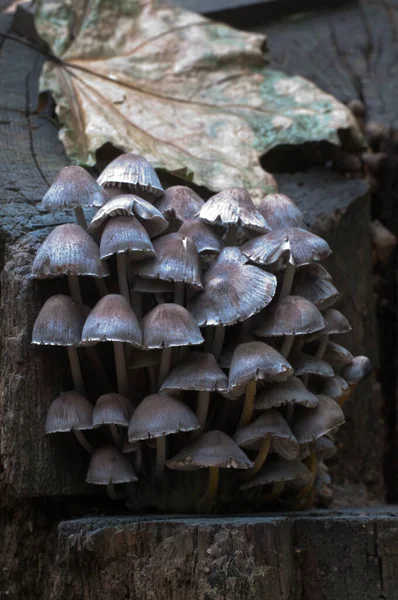 Mycena Spp Gomba Egy Régi Csonk Közelkép — Stock Fotó