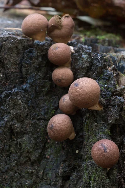 Cogumelos Puffball Toco Lycoperdon Uma Velha Madeira — Fotografia de Stock