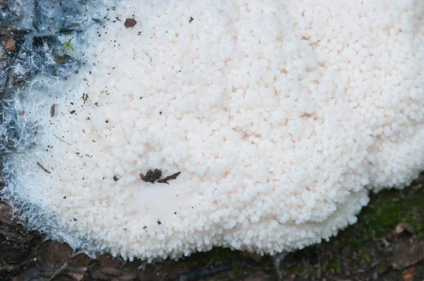 Enteridium Lycoperdon Funghi Muffa Melma Vecchio Ceppo — Foto Stock