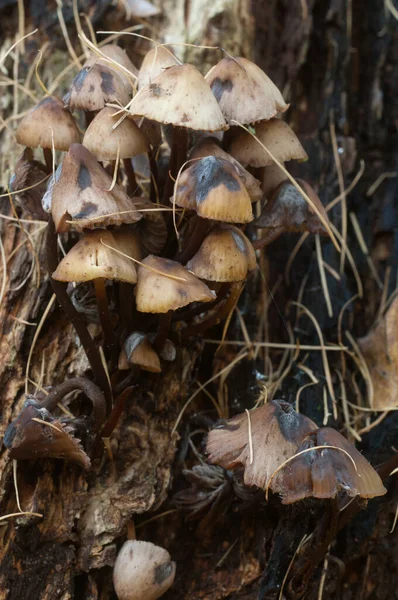 Mycena Setas Viejo Tocón Primer Plano —  Fotos de Stock