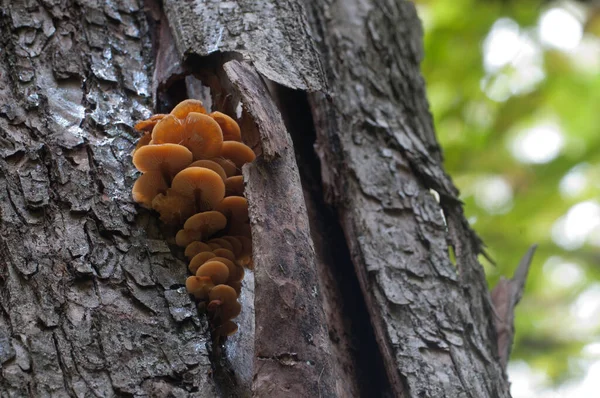 Flammulina Velutipes Funghi Vecchio Ceppo — Foto Stock