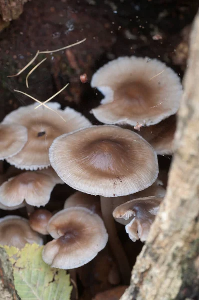 Mycena Galericulata Mushroms Old Stump Eup — стоковое фото