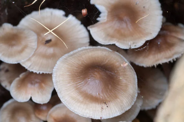 Mycena Galericulata Pilze Auf Einem Alten Baumstumpf Nahaufnahme — Stockfoto