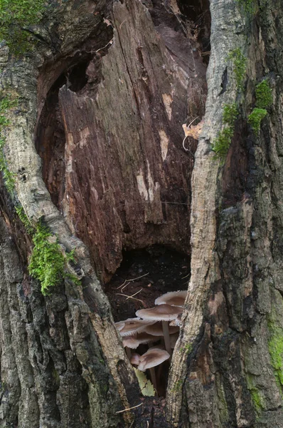 Mycena Galericulata Champignons Sur Une Vieille Souche Gros Plan — Photo