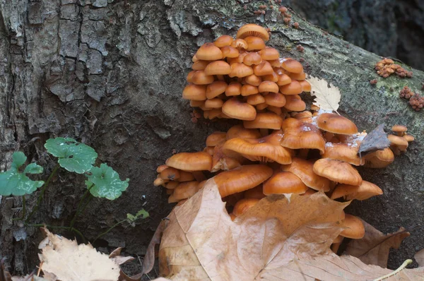 Flammulina Velutipes Setas Tocón Viejo —  Fotos de Stock